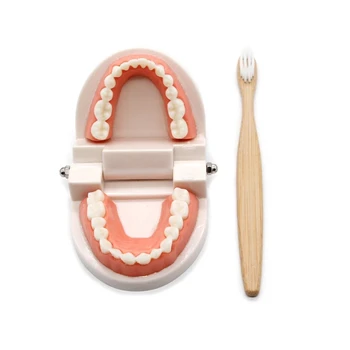 Montessori Izobraževalne Bele Zobe Model Zgodnje Učenje Inteligence Ščetkanje Zob Učni Pripomočki Simulirani Praktično Življenje Spretnost